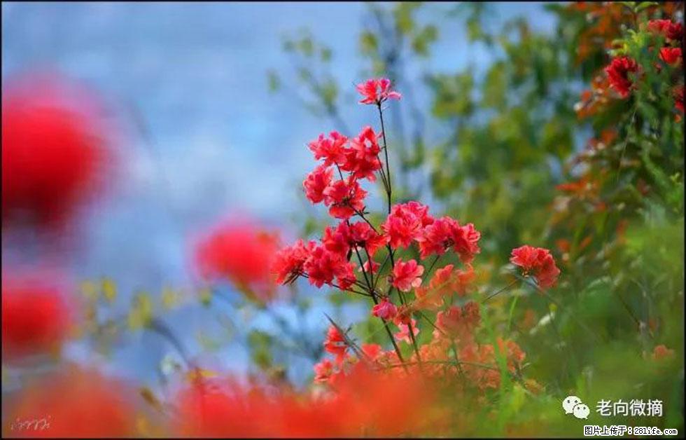 【春天，广西桂林灌阳县向您发出邀请！】登麒麟山，相约映山红 - 游山玩水 - 乌海生活社区 - 乌海28生活网 wuhai.28life.com