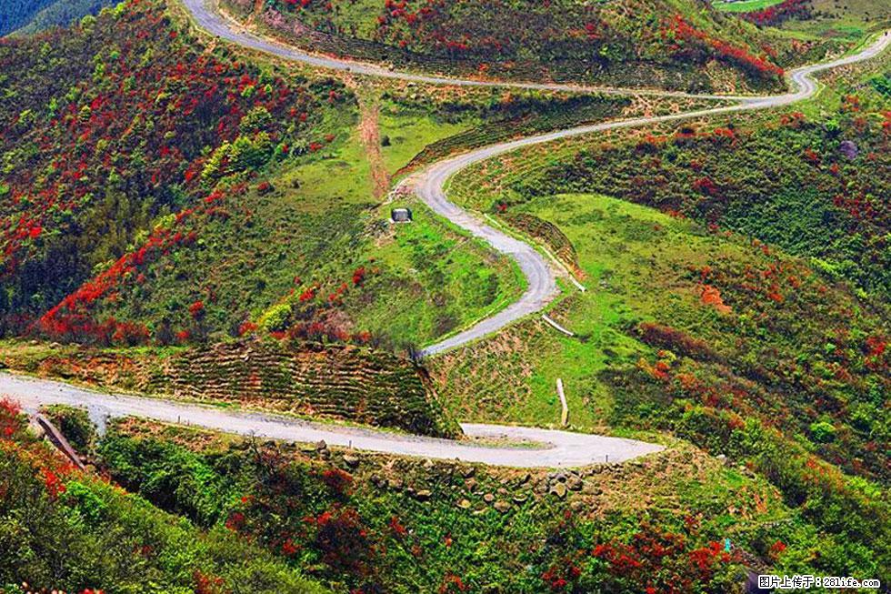 【春天，广西桂林灌阳县向您发出邀请！】春木界上映山红 - 游山玩水 - 乌海生活社区 - 乌海28生活网 wuhai.28life.com