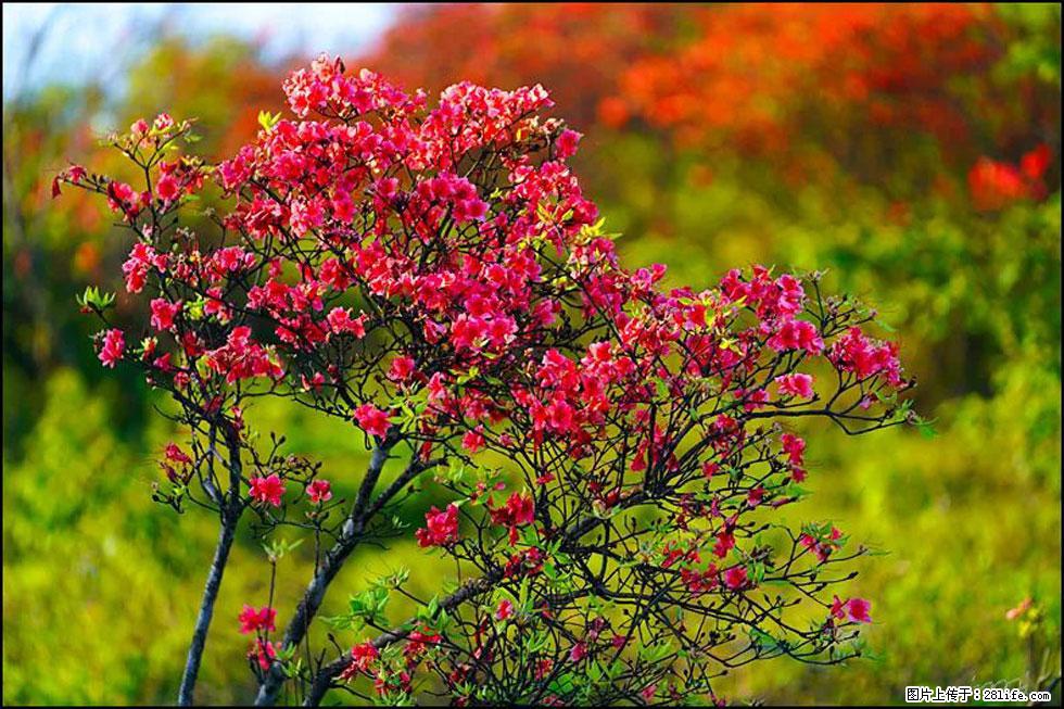 【春天，广西桂林灌阳县向您发出邀请！】春木界上映山红 - 游山玩水 - 乌海生活社区 - 乌海28生活网 wuhai.28life.com