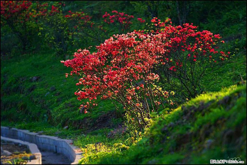 【春天，广西桂林灌阳县向您发出邀请！】春木界上映山红 - 游山玩水 - 乌海生活社区 - 乌海28生活网 wuhai.28life.com