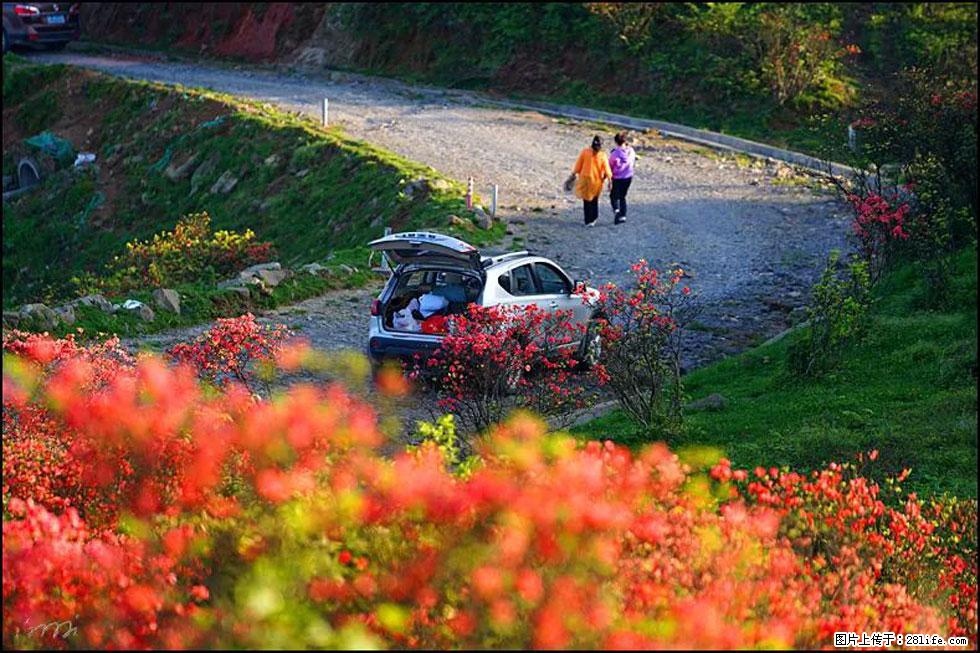 【春天，广西桂林灌阳县向您发出邀请！】春木界上映山红 - 游山玩水 - 乌海生活社区 - 乌海28生活网 wuhai.28life.com
