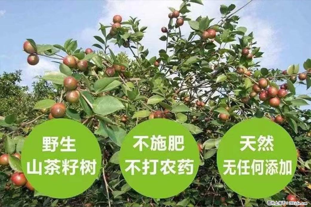 【灌阳县油茶产业示范区】一个有着充实的精神生活的人,对待身外之物自会有一种淡泊的态度 - 土特产 - 饮食特产 - 乌海分类信息 - 乌海28生活网 wuhai.28life.com