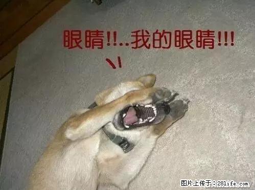 笑癫了!一女的怀孕三年未生,他终于忍不住了... - 娱乐八卦 - 乌海生活社区 - 乌海28生活网 wuhai.28life.com