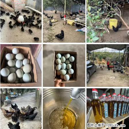 油茶园从小鸡仔开始养起的纯土鸡、土鸡蛋可以预定啦！还有前几天刚榨的纯山茶油哦 - 土特产 - 饮食特产 - 乌海分类信息 - 乌海28生活网 wuhai.28life.com