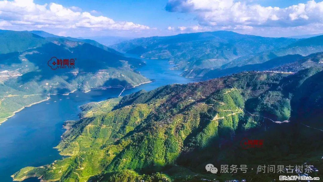 时间果百年古树龙珠普洱生茶 - 购物交流 - 乌海生活社区 - 乌海28生活网 wuhai.28life.com