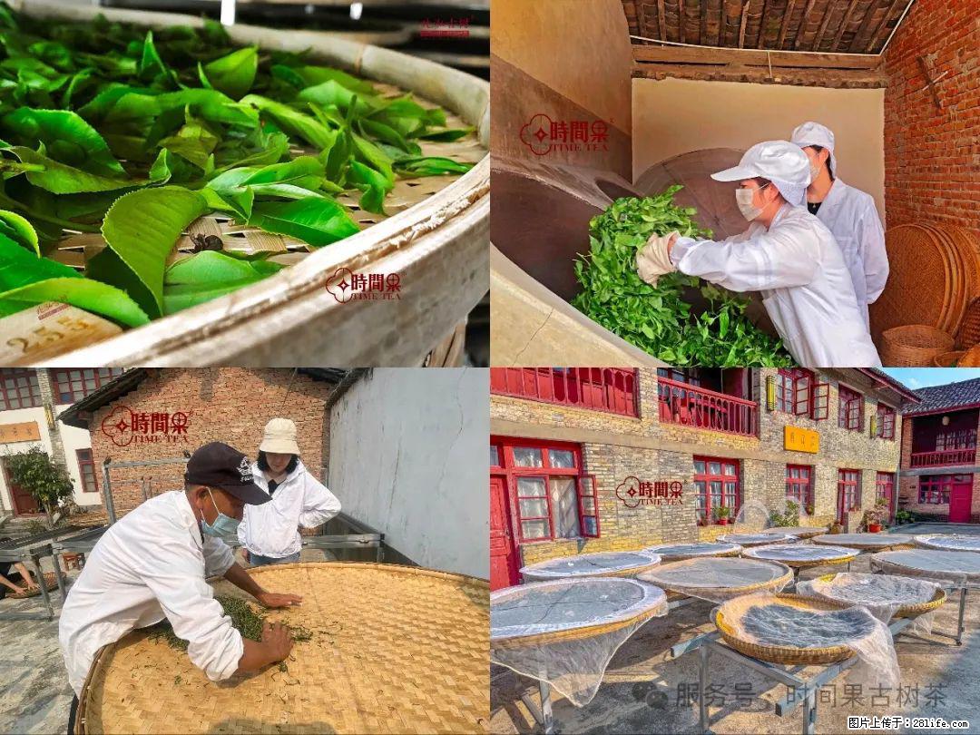 时间果百年古树龙珠普洱生茶 - 购物交流 - 乌海生活社区 - 乌海28生活网 wuhai.28life.com