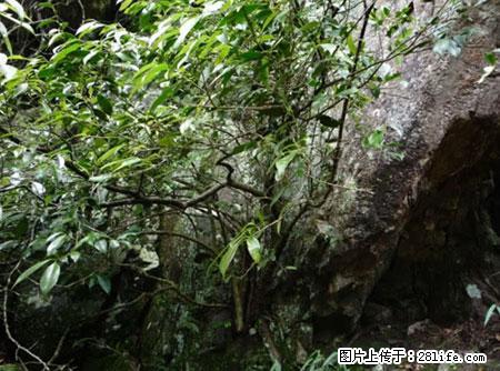 平乐石崖茶,珍贵仅次于金花茶 - 乌海生活资讯 - 乌海28生活网 wuhai.28life.com