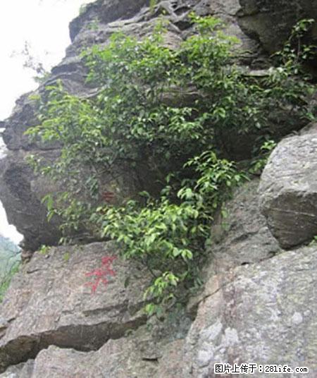 平乐石崖茶,珍贵仅次于金花茶 - 乌海生活资讯 - 乌海28生活网 wuhai.28life.com