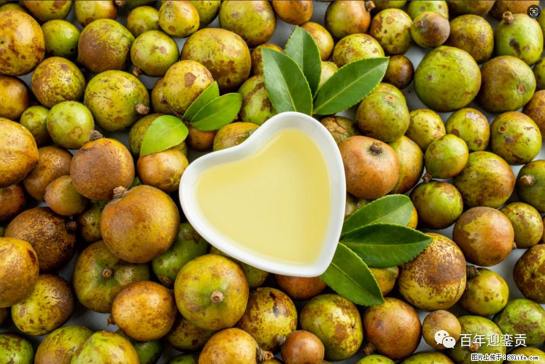 世界没有真相，只有认知，最好的食用油是中国的山茶油！ - 乌海生活资讯 - 乌海28生活网 wuhai.28life.com