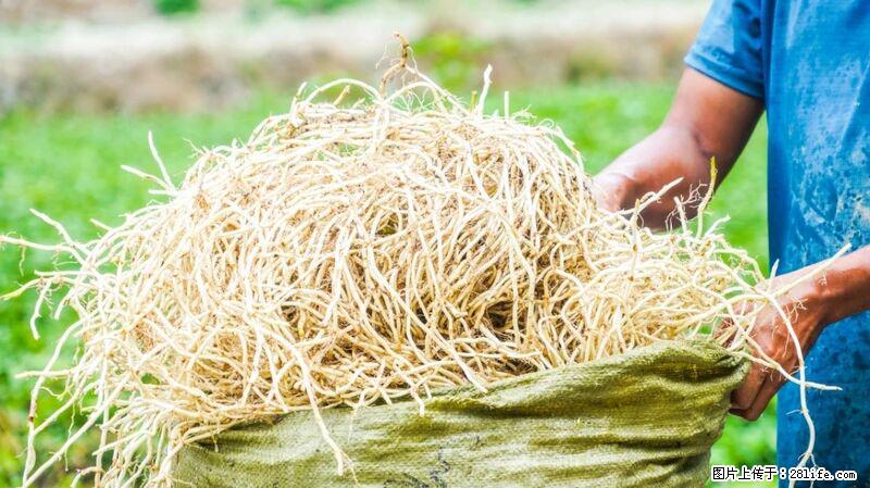 堪称“最难吃”的蔬菜，却是 “抗辐射神器”，还能护肺、清热、止咳化痰！ - 乌海生活资讯 - 乌海28生活网 wuhai.28life.com