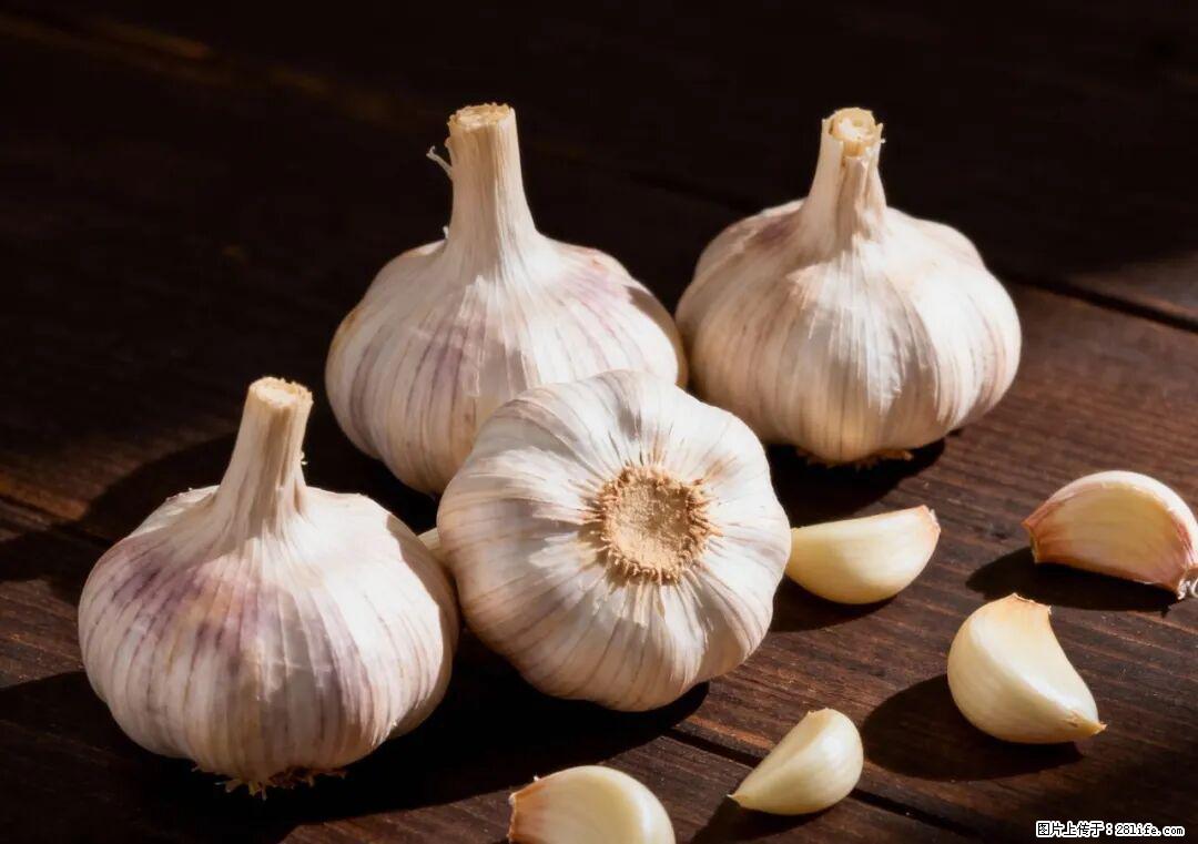 关于大蒜，除了“天然抗生素”，这4个谣言更该警惕! - 乌海生活资讯 - 乌海28生活网 wuhai.28life.com