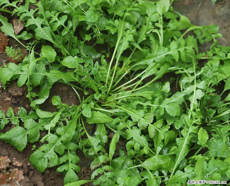 这些蔬菜是“天然钙片”，这6种被医生重点推荐 - 乌海生活资讯 - 乌海28生活网 wuhai.28life.com