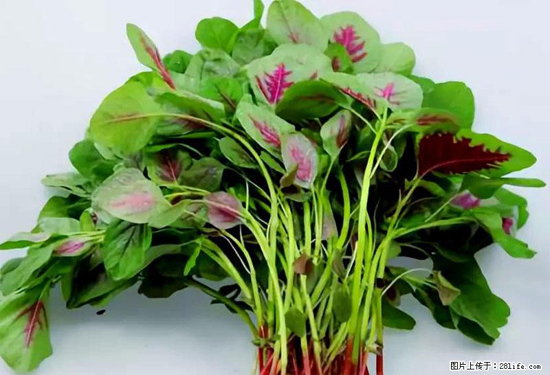 这些蔬菜是“天然钙片”，这6种被医生重点推荐 - 乌海生活资讯 - 乌海28生活网 wuhai.28life.com