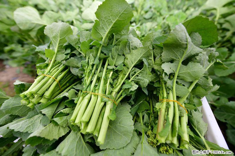 这些蔬菜是“天然钙片”，这6种被医生重点推荐 - 乌海生活资讯 - 乌海28生活网 wuhai.28life.com